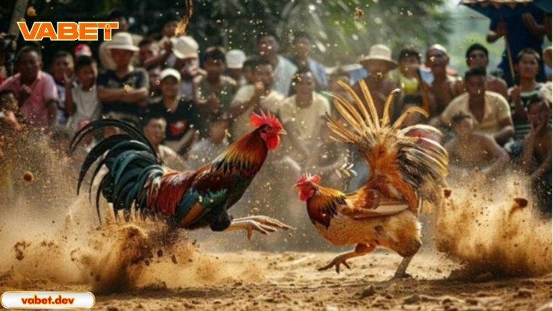 Những lý do nên tham gia đá gà Thomo tại VABET