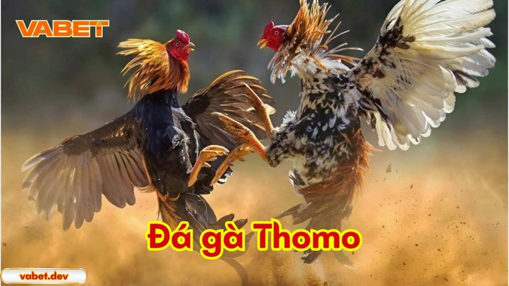 Đá gà Thomo là gì?