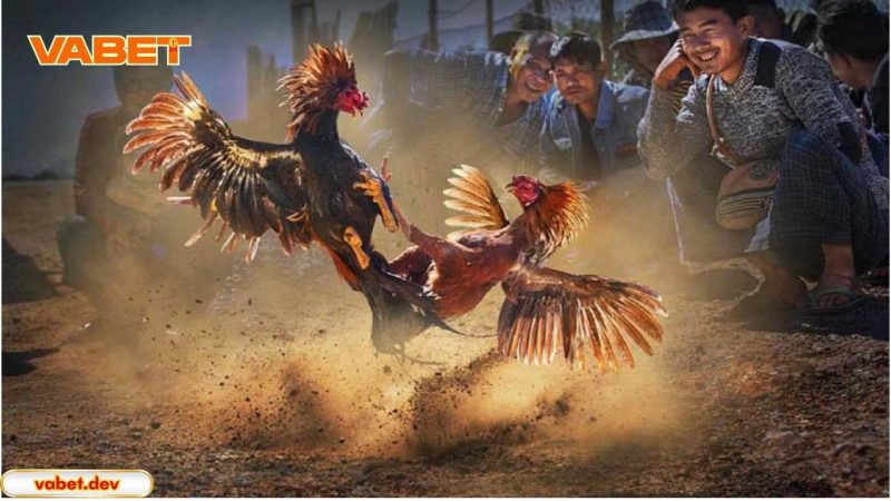 Luật chơi và quy định trong đá gà Thomo Vabet