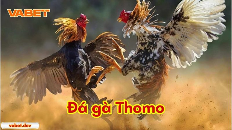 Đá gà Thomo là gì? Đá gà Thomo là gì?