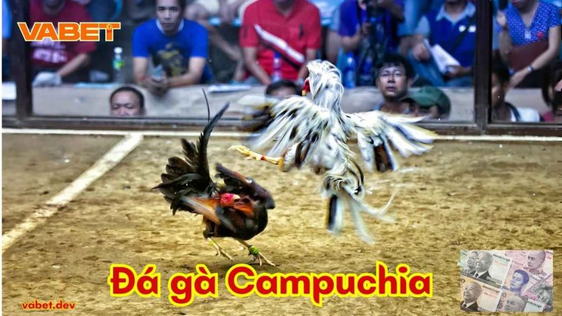 Tìm Hiểu Đá Gà Campuchia Tại VABET